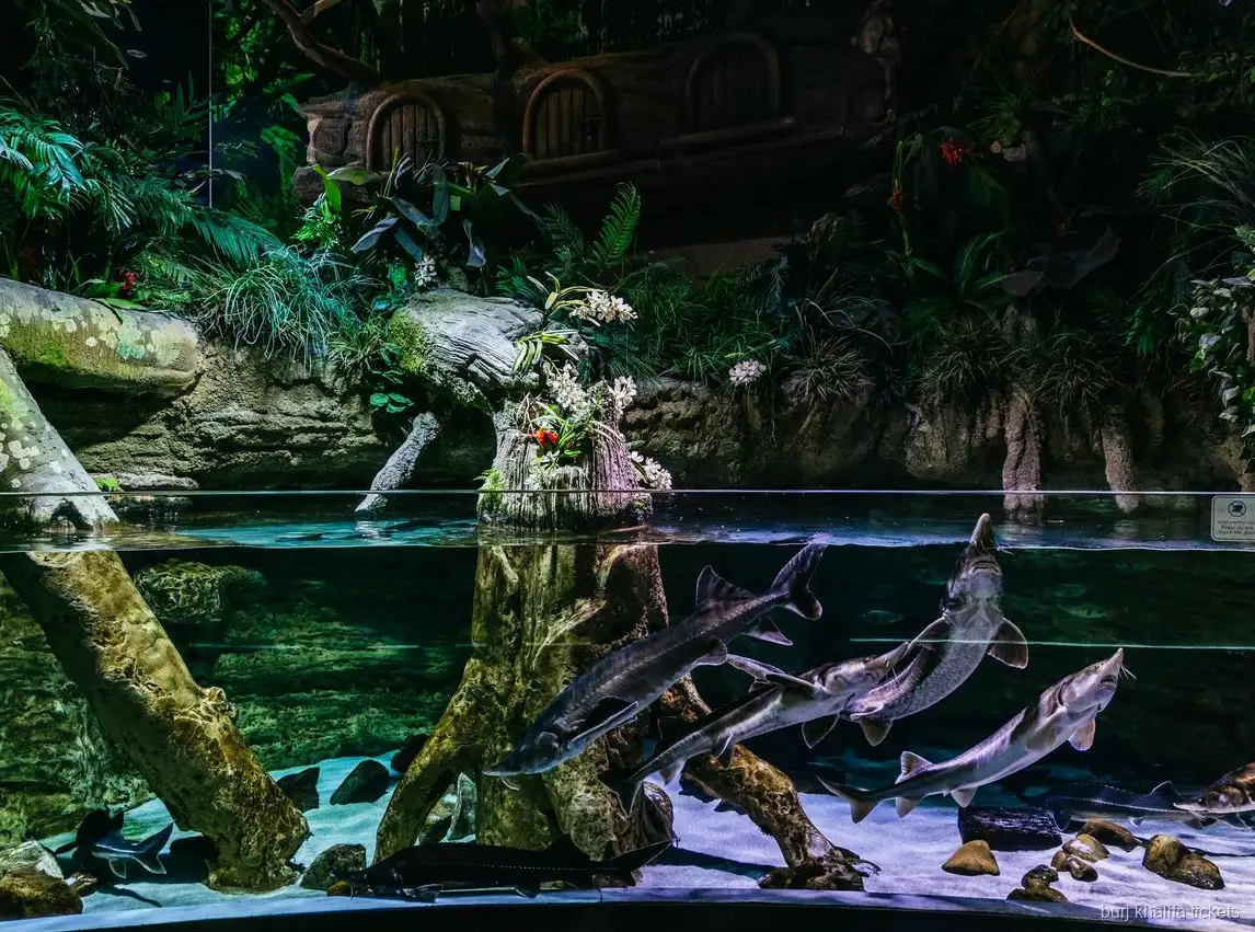 Vie marine du Dubai Aquarium incluse dans le billet combiné Burj Khalifa