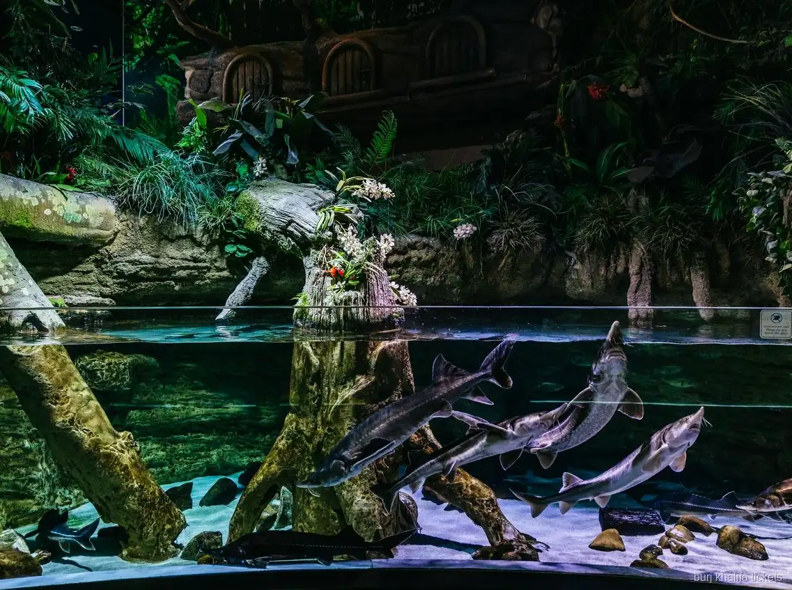Zeeleven in Dubai Aquarium, onderdeel van het Burj Khalifa combiticket