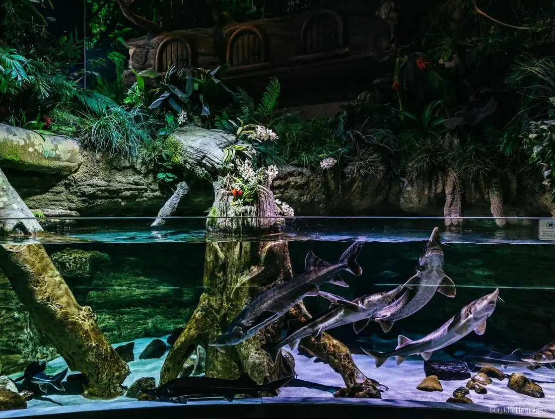 Meereslebewesen im Dubai Aquarium, Teil des Burj Khalifa Kombitickets